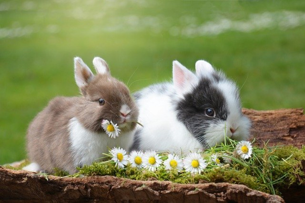 Výživa králikov – rady a tipy
